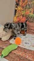 Seth, a male Aussiedoodle for sale in Lebanon, MO – 5 of 10