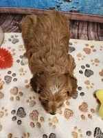 Isabell, a female Cavapoo for sale in Lebanon, MO – 9 of 10