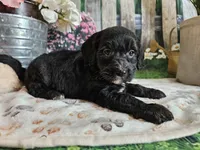 Elmer, a male Cavapoo for sale in Lebanon, MO – 9 of 10