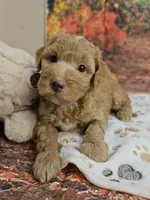 Samuel, a male Aussiedoodle for sale in Lebanon, MO – 4 of 10