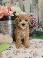 AKC- Holly, a female Poodle - Miniature  for sale in Lebanon, MO – 5 of 10