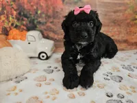 Sheena, a female Aussiedoodle for sale in Lebanon, MO – 9 of 10