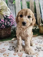 Esther, a female Cavapoo for sale in Lebanon, MO – 7 of 10
