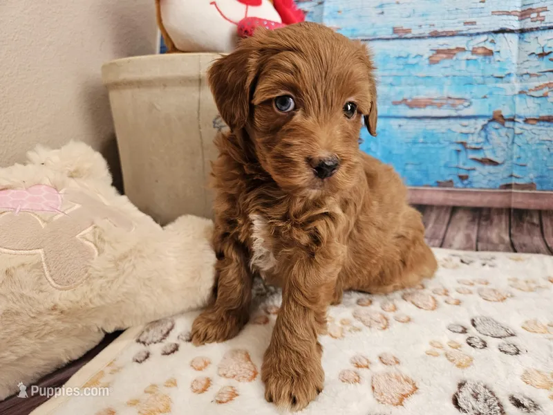 Wright – Aussiedoodle puppy for sale in Lebanon, MO