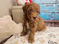 Wright, a male Aussiedoodle for sale in Lebanon, MO – Photo 1 of 10