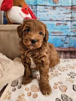 Wright, a male Aussiedoodle for sale in Lebanon, MO – Photo 2 of 10