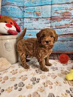 Wright, a male Aussiedoodle for sale in Lebanon, MO – Photo 9 of 10