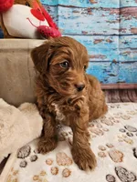 Wright, a male Aussiedoodle for sale in Lebanon, MO – Photo 8 of 10