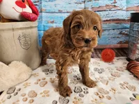 Wright, a male Aussiedoodle for sale in Lebanon, MO – Photo 5 of 10