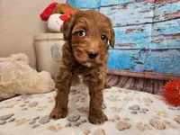 Wright, a male Aussiedoodle for sale in Lebanon, MO – Photo 6 of 10