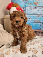Wright, a male Aussiedoodle for sale in Lebanon, MO – Photo 3 of 10