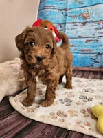 Wright, a male Aussiedoodle for sale in Lebanon, MO – Photo 4 of 10
