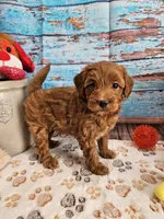 Wright, a male Aussiedoodle for sale in Lebanon, MO – Photo 7 of 10