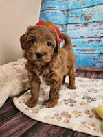 Wright, a male Aussiedoodle for sale in Lebanon, MO – Photo 10 of 10