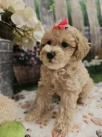 AKC - Hannah, a female Poodle - Miniature  for sale in Lebanon, MO – 8 of 10