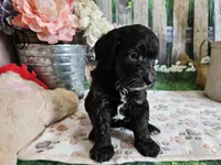 Elmer, a male Cavapoo for sale in Lebanon, MO – 3 of 10
