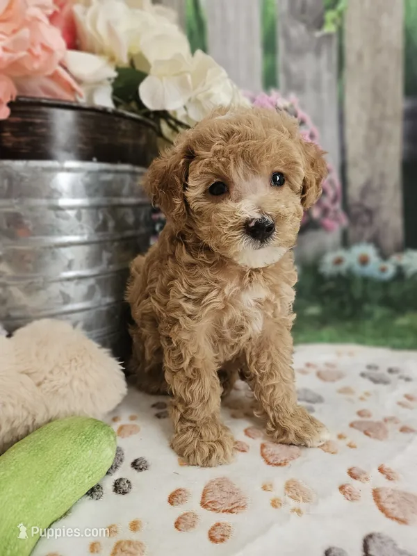 AKC- Holly – Poodle - Miniature  puppy for sale in Lebanon, MO