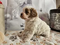 Parker, a male Cavapoo for sale in Lebanon, MO – Photo 8 of 10