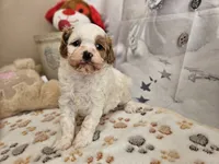 Parker, a male Cavapoo for sale in Lebanon, MO – Photo 6 of 10