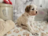 Parker, a male Cavapoo for sale in Lebanon, MO – Photo 2 of 10