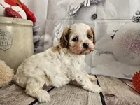 Parker, a male Cavapoo for sale in Lebanon, MO – Photo 10 of 10