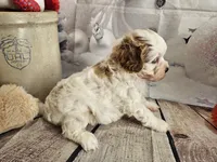 Parker, a male Cavapoo for sale in Lebanon, MO – Photo 7 of 10