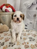 Parker, a male Cavapoo for sale in Lebanon, MO – Photo 5 of 10