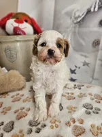 Parker, a male Cavapoo for sale in Lebanon, MO – Photo 3 of 10