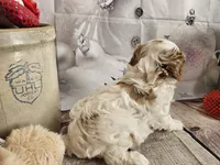 Parker, a male Cavapoo for sale in Lebanon, MO – Photo 9 of 10