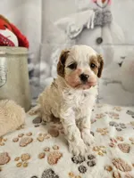 Parker, a male Cavapoo for sale in Lebanon, MO – Photo 1 of 10
