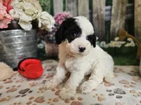 Ellie, a female Cavapoo for sale in Lebanon, MO – 4 of 10