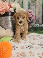 AKC- Holly, a female Poodle - Miniature  for sale in Lebanon, MO – 2 of 10