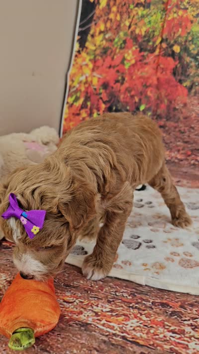 Sasha, a female Aussiedoodle for sale in Lebanon, MO – 10 of 10