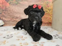 Sadie, a female Aussiedoodle for sale in Lebanon, MO – 6 of 9