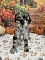 Seth, a male Aussiedoodle for sale in Lebanon, MO – 7 of 10