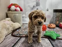 processed/c4e8f2e8-52d8-422d-a288-6cf4d1658983/listing/b11a378e-6141-4429-8f78-d6eba1b7359d/08432733-cc0c-437d-a6a0-68e86030d12d