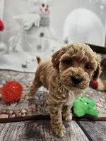 processed/c4e8f2e8-52d8-422d-a288-6cf4d1658983/listing/b11a378e-6141-4429-8f78-d6eba1b7359d/2cde33c5-c3b0-4687-a0bd-4baf11164efe