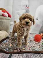 processed/c4e8f2e8-52d8-422d-a288-6cf4d1658983/listing/b11a378e-6141-4429-8f78-d6eba1b7359d/89f33841-83f4-47e8-b02a-e1df1c761e0c