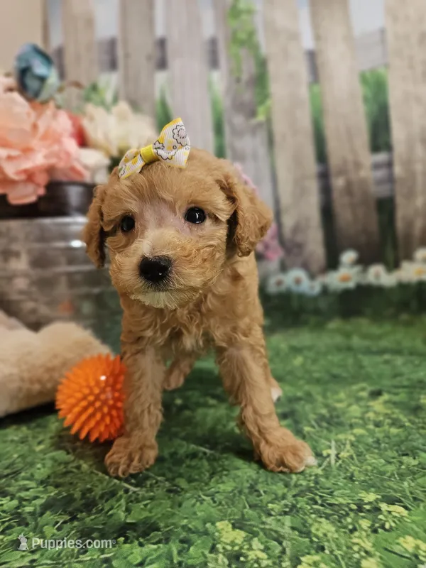 AKC - Heidi – Poodle - Miniature  puppy for sale in Lebanon, MO
