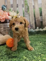 AKC - Heidi, a female Poodle - Miniature  for sale in Lebanon, MO – 1 of 9