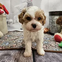 Foster, a male Cavapoo for sale in Lebanon, MO – Photo 7 of 10