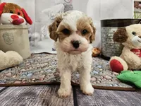 processed/c4e8f2e8-52d8-422d-a288-6cf4d1658983/listing/b7bf5bce-441c-42fb-a7a9-7c4252b624d4/081a5fdd-5175-42a7-bf4c-00d08f47da18