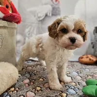 Foster, a male Cavapoo for sale in Lebanon, MO – Photo 9 of 10