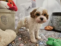 processed/c4e8f2e8-52d8-422d-a288-6cf4d1658983/listing/b7bf5bce-441c-42fb-a7a9-7c4252b624d4/37c61330-10a2-4c99-8799-63fdc830f22b