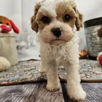 Foster, a male Cavapoo for sale in Lebanon, MO – Photo 4 of 10