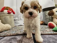 processed/c4e8f2e8-52d8-422d-a288-6cf4d1658983/listing/b7bf5bce-441c-42fb-a7a9-7c4252b624d4/4b9940ad-8b18-4af8-a7c9-43d347a0375a