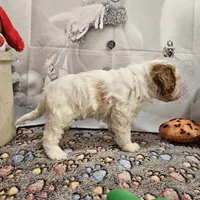 Foster, a male Cavapoo for sale in Lebanon, MO – Photo 10 of 10