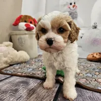 Foster, a male Cavapoo for sale in Lebanon, MO – Photo 6 of 10