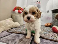 processed/c4e8f2e8-52d8-422d-a288-6cf4d1658983/listing/b7bf5bce-441c-42fb-a7a9-7c4252b624d4/821a6985-2e7f-4042-903c-8b503628f83a