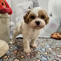 Foster, a male Cavapoo for sale in Lebanon, MO – Photo 2 of 10